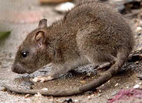 养土拨鼠会的鼠疫吗，土拨鼠传染鼠疫为什么还有人养