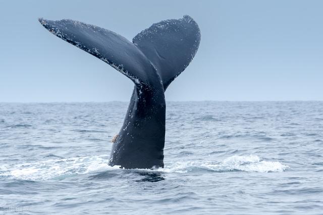鲸鱼宝宝有多大，鲸鱼宝理财安全吗2022