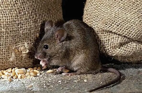养土拨鼠会的鼠疫吗，土拨鼠传染鼠疫为什么还有人养